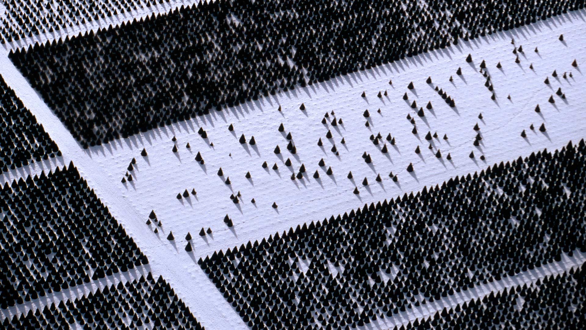 Wallpaper