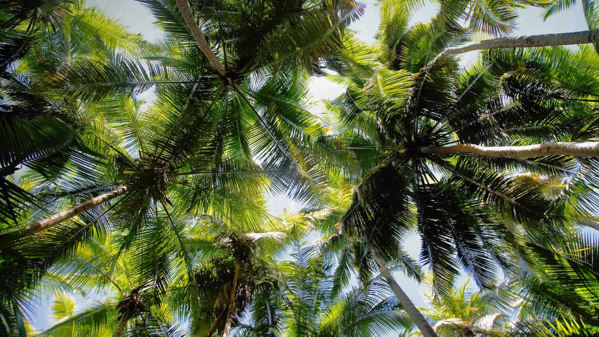 Wallpaper