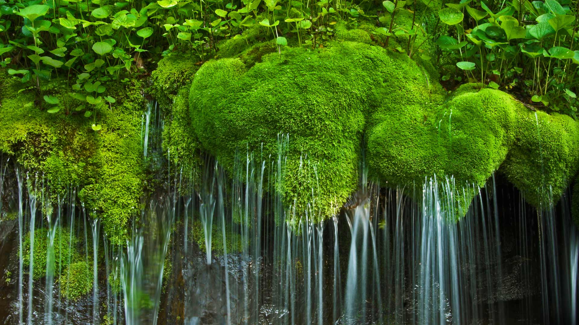 Wallpaper