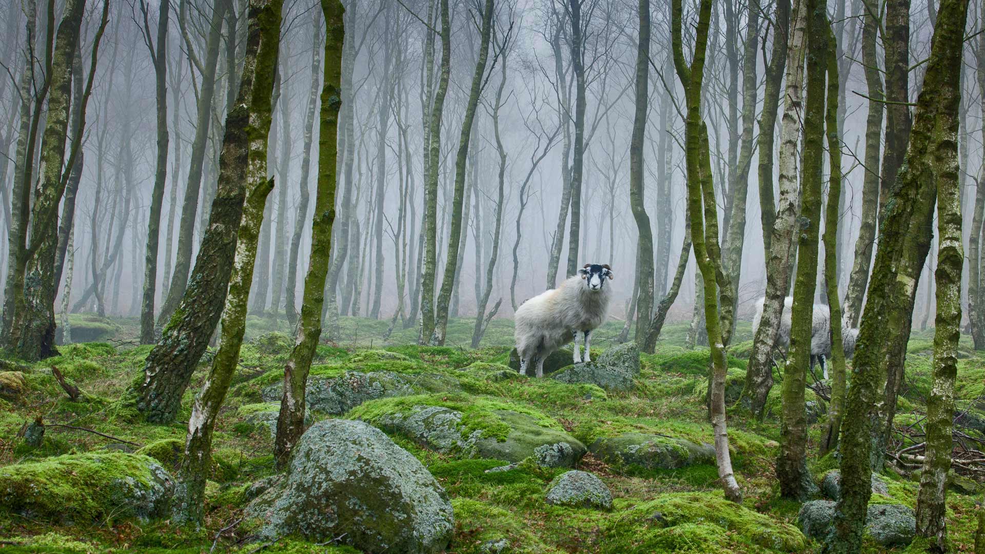 Wallpaper