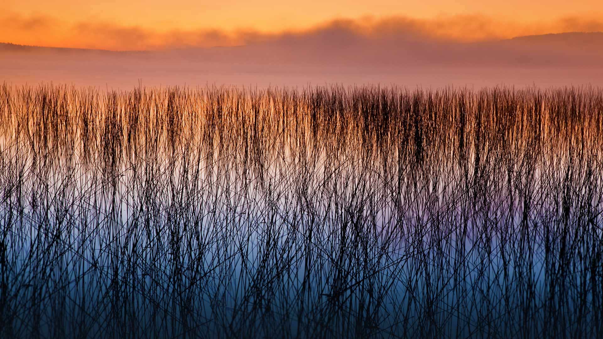 Wallpaper