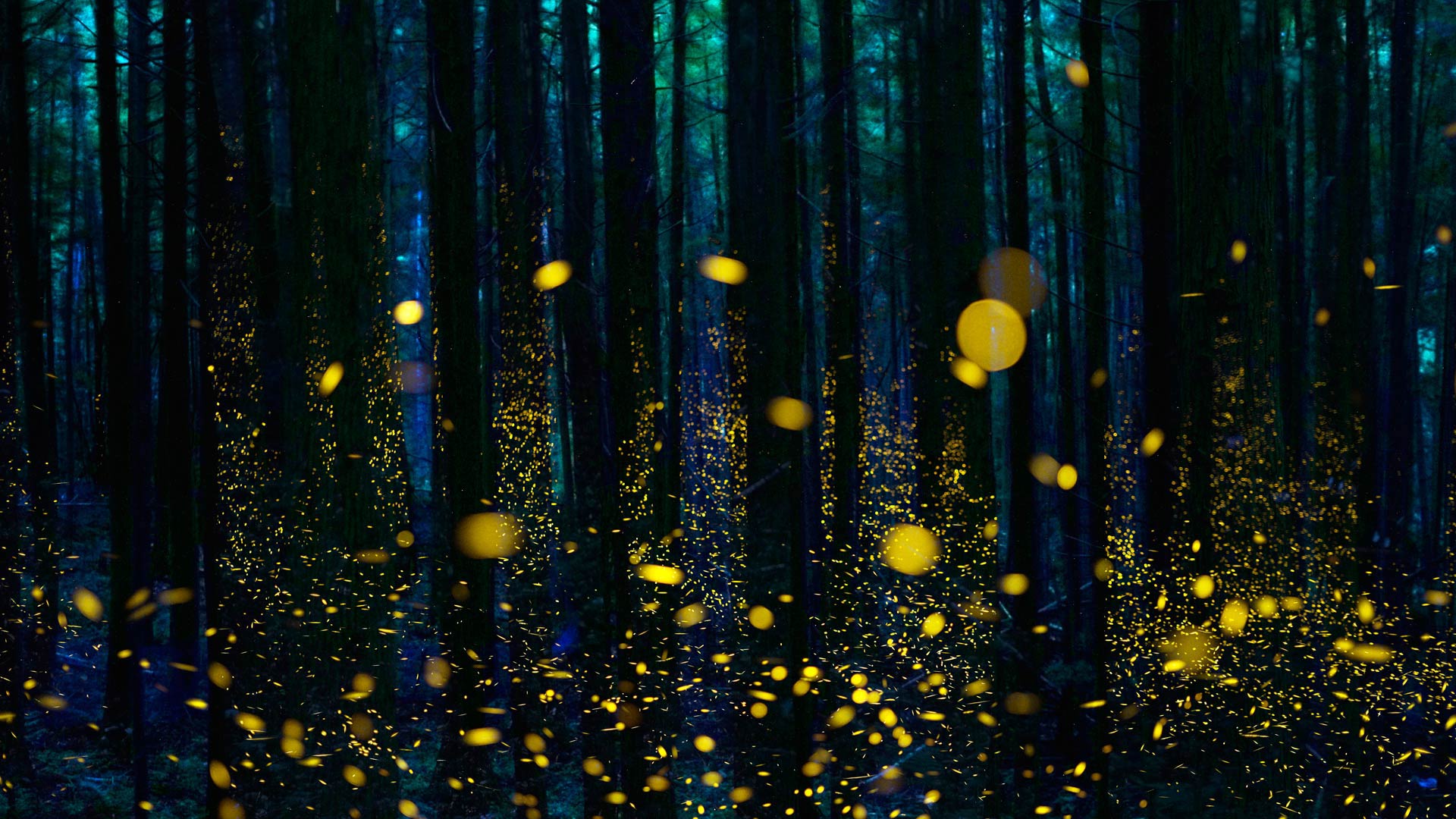Wallpaper