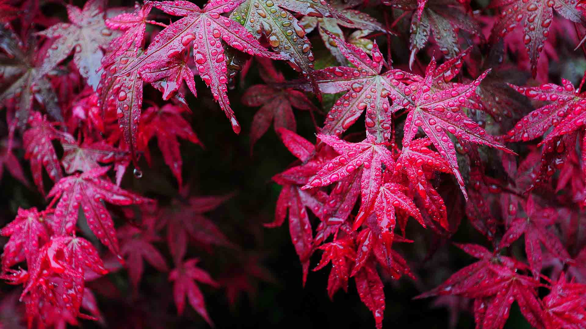 Wallpaper