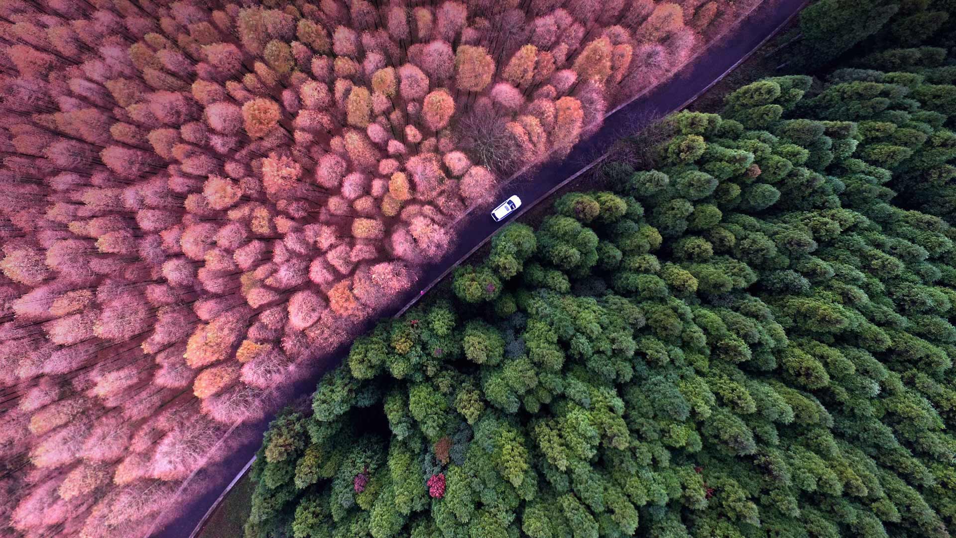 Wallpaper