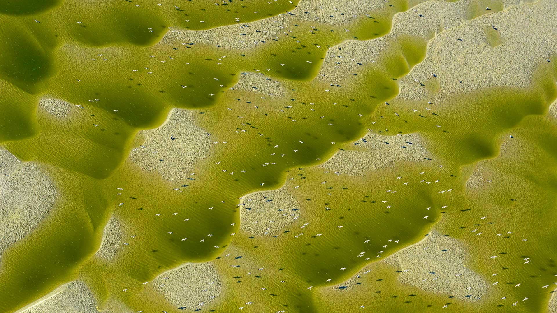 Wallpaper