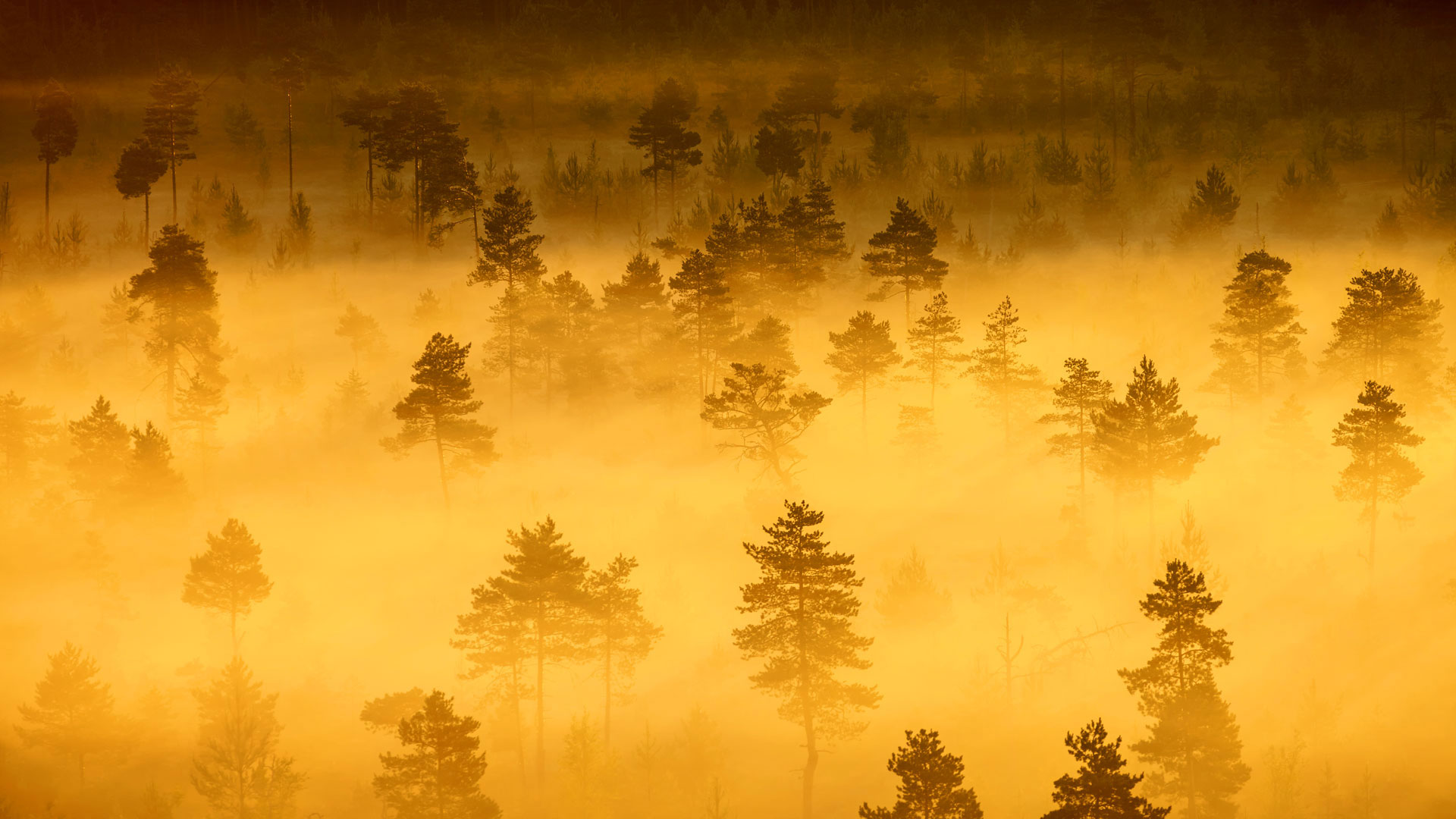 Wallpaper