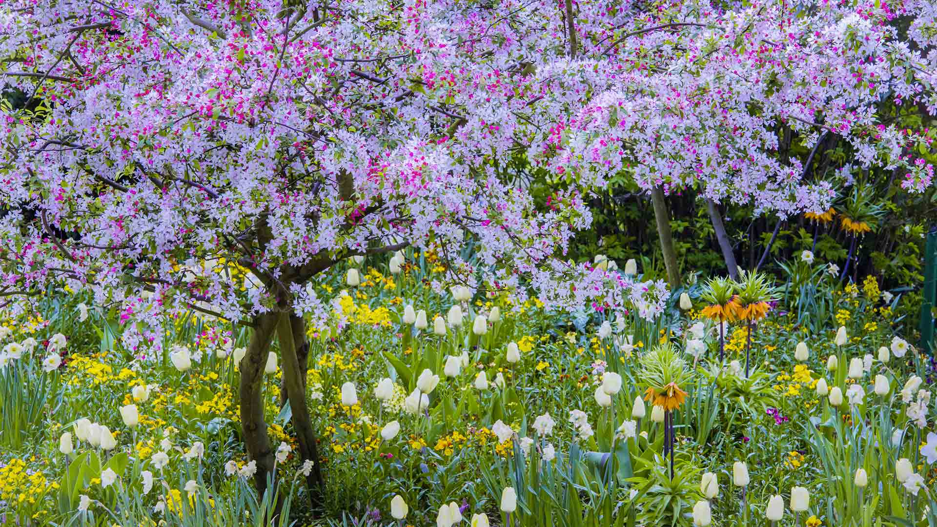 Wallpaper